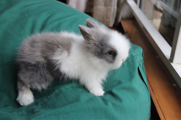 宠物知道主人爱它吗,你的宠物真的爱你吗