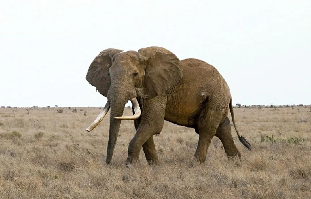 为什么要偷大象的象牙,为什么偷象牙需要杀死大象