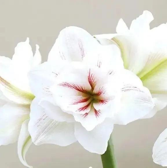 老北京歇后语俏皮话,老北京歇后语视频