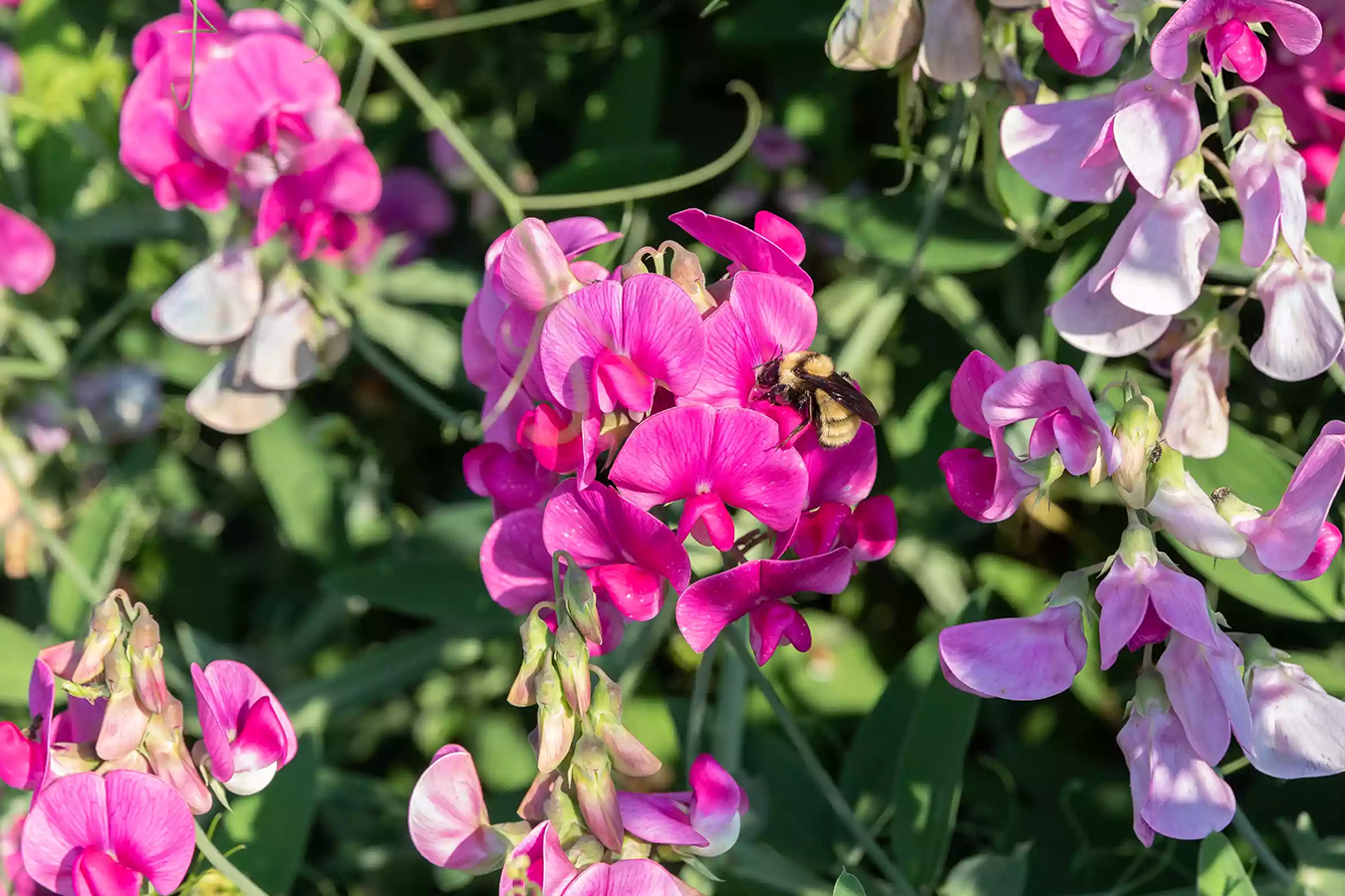 什么爬藤植物开花最好,一年四季开花的室外爬藤植物
