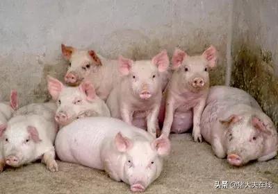 副猪链球防治方法,副猪链球治疗方法