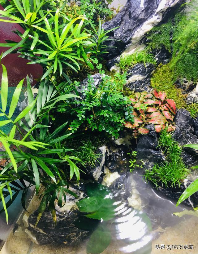 自来水养水草，无须考虑太多，基本的装备，就可轻松养草