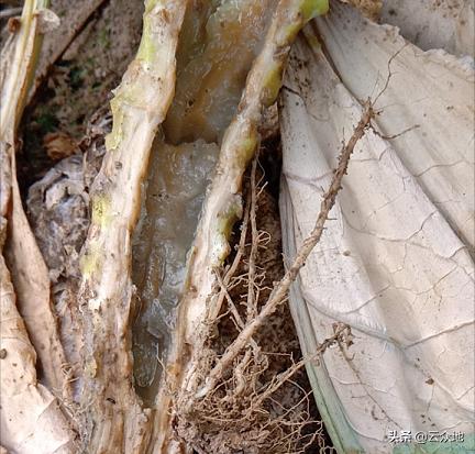 花椰菜病害绿色防控,花椰菜细菌软腐病用什么药最好