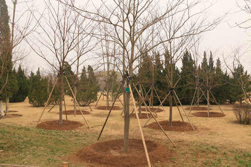 大树移植的正确方法秋天,乌桕大树移植成活率