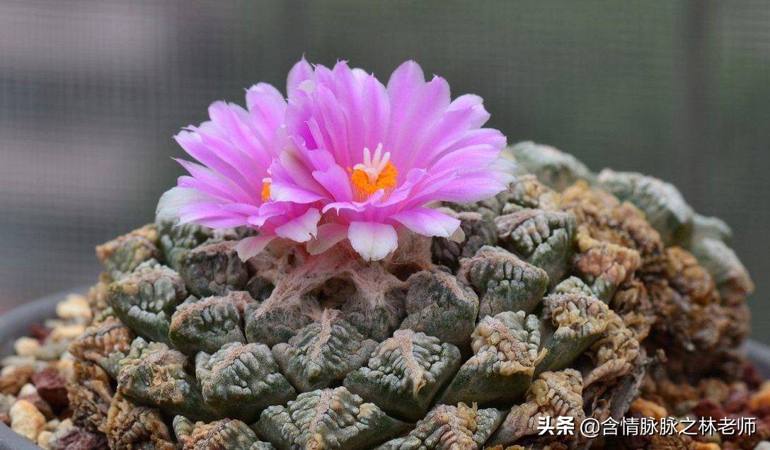 家里植物长得不好有什么说法,家里什么植物都养不好是什么原因