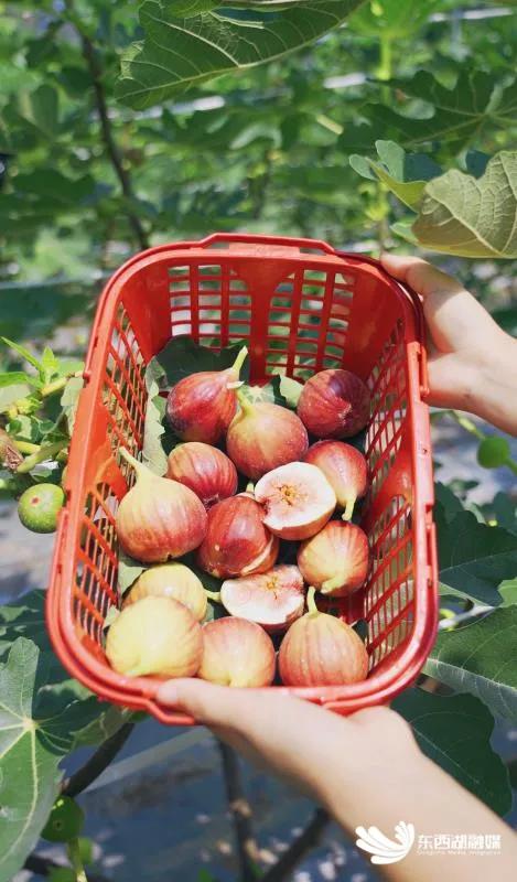助农采果,无花果基地助农