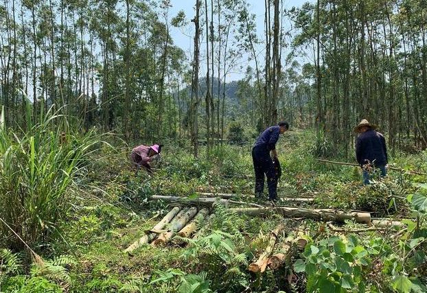 桉树真的会破坏土地吗,桉树火烧后还会生长吗