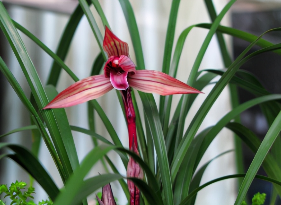 兰花一般多少钱一株图片,市面上的兰花和昂贵的兰花区别