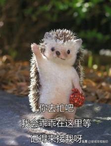 刺猬是好东西么,刺猬是一种动物么