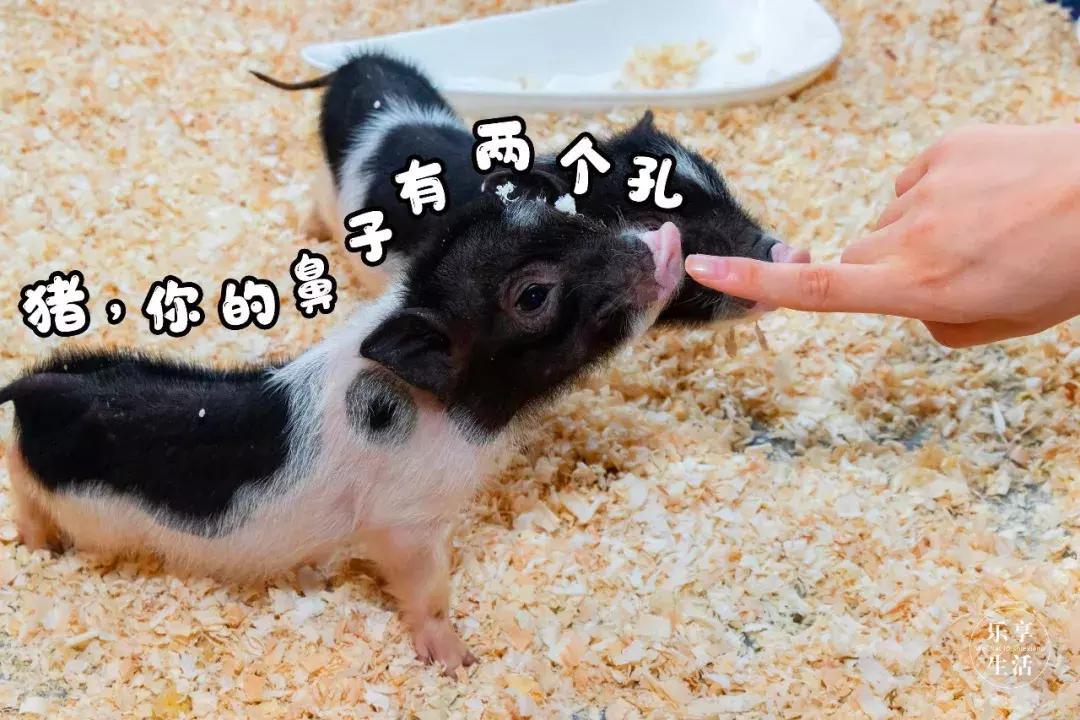 39.9元羊驼,羊驼门票抖音团购