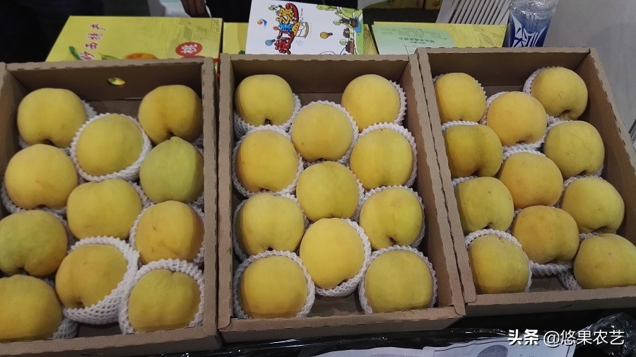 种桃树有什么讲究桃树怎么管理,桃树种植管理方法及注意事项