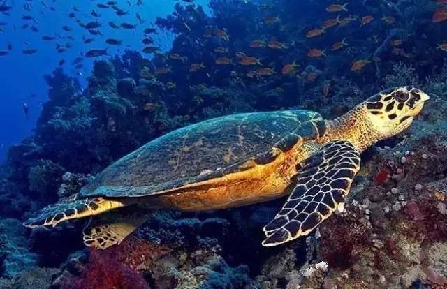 你知道乌龟能活多少岁吗,巴西涂了漆的龟能活多久