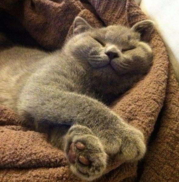 英国短毛猫的优缺点和特点图片,一分钟了解英国短毛猫