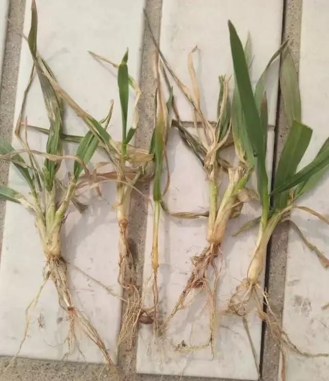 小麦缺肥发黄怎么办,小麦根发黄是什么病