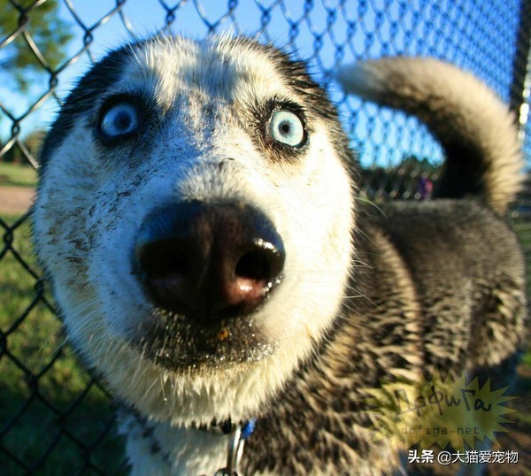 哈士奇冷门小知识,哈士奇知识大全