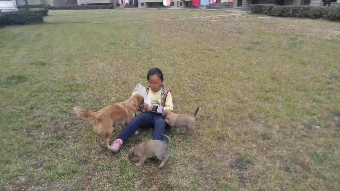 狗欢欢玩滑板,狗欢欢和猫小宝