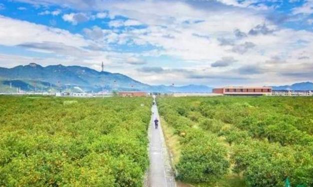 柑橘采摘园的建设标准,新手种植果树入门建议