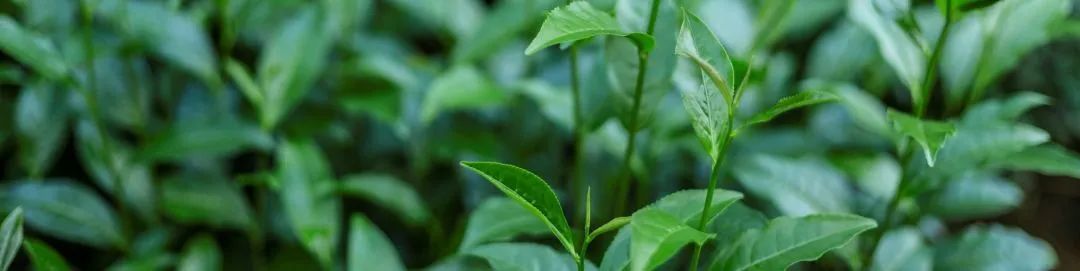 炎炎夏日喝点什么茶好,夏日暑湿喝什么茶最好养生