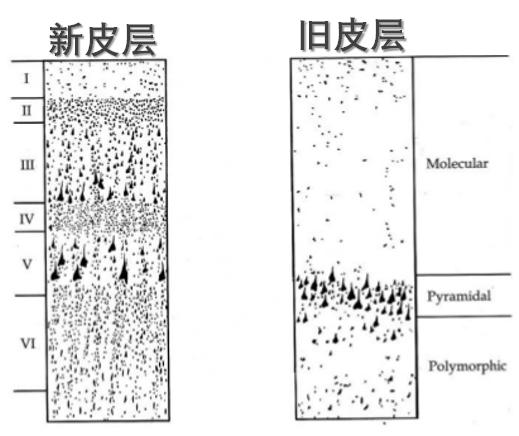 大脑皮层进化,大脑皮层和大脑高级皮层的区别