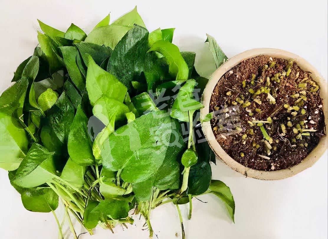 绿萝除醛效果,绿萝除醛最有效方法