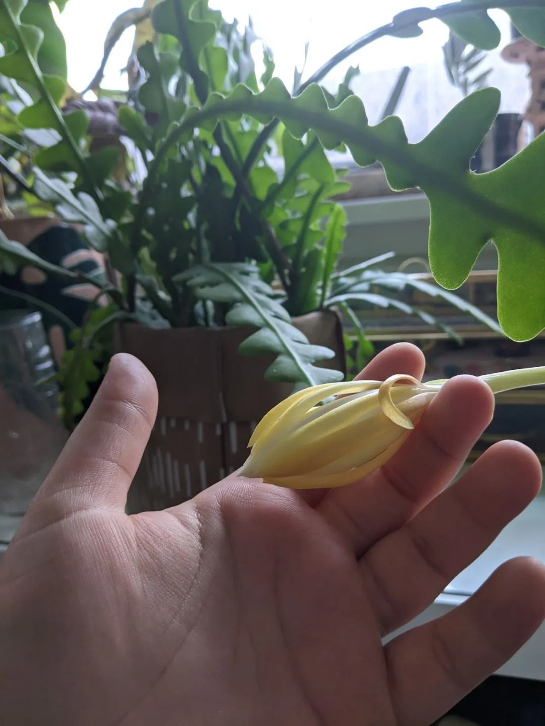 家里养的盆栽鱼骨令箭不开花,叶子发皱,可能是这5点没做好