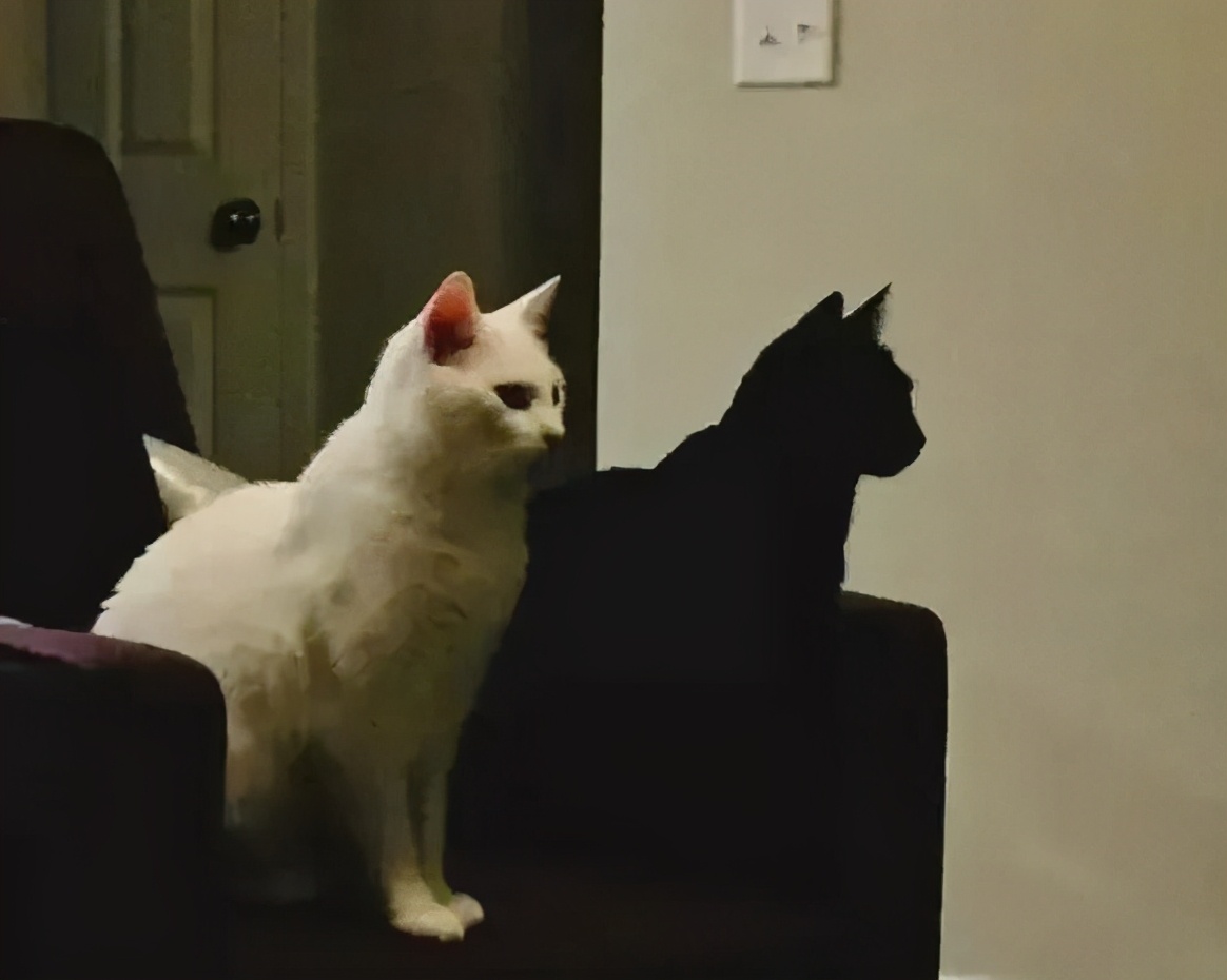 养黑猫出现的各种幻觉,养一只黑猫是什么体验