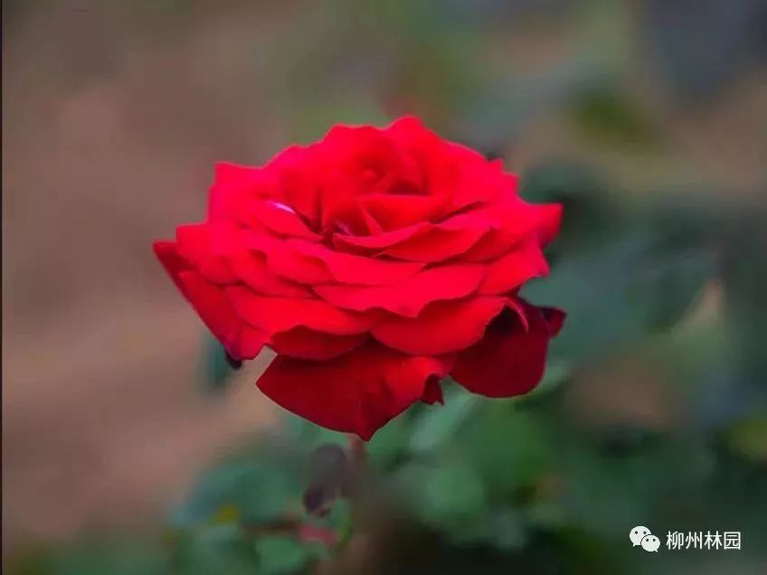 父亲节折什么花给父亲好,父亲节送给父亲什么