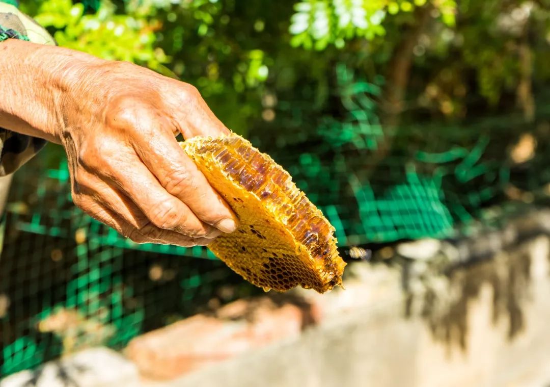 土蜂蜜的取蜜全过程,土蜂蜜取蜜全过程记录
