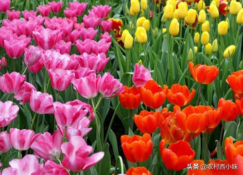 郁金香怎么养要多长时间开花,郁金香开花后怎么养护才能长得好