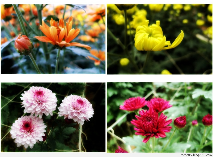 马来西亚办农庄,马来西亚农家小院