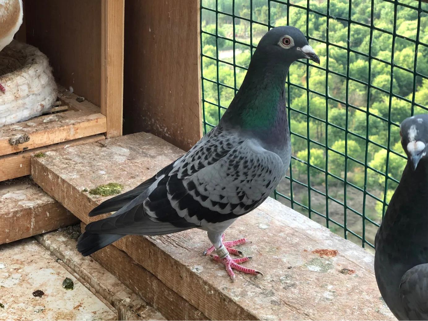 鸽子平时喂什么能预防疾病,鸽子春季预防疾病用什么药