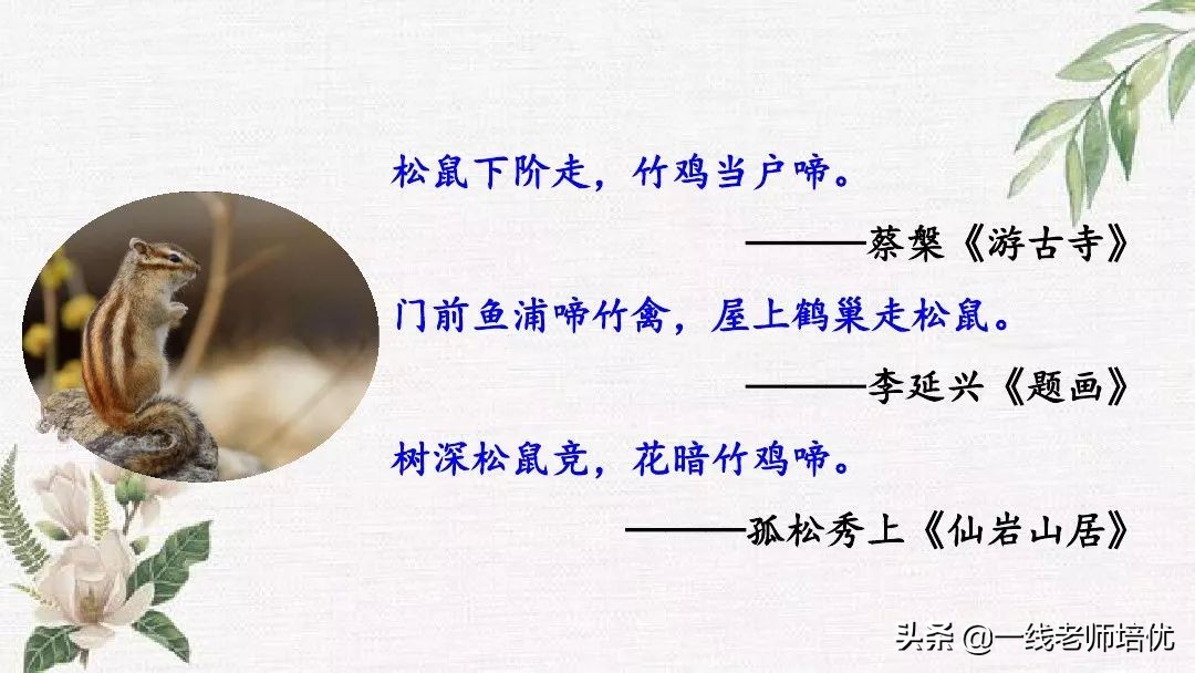 语文五年级上册第17课松鼠资料,部编版五年级上册第17课松鼠课件