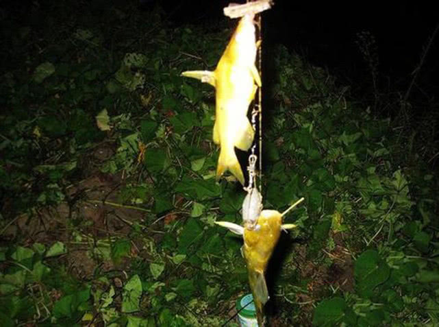 懒钓串钩钓草鱼绝招,串钩是什么钓法