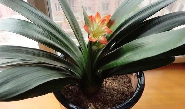 带回家的松针土该怎么处理？杀虫灭菌、发酵，几个月就成养花土