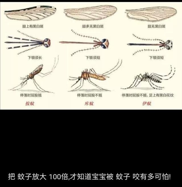 显微镜下的蚊子嘴巴,显微镜下的蚊子吸血全过程
