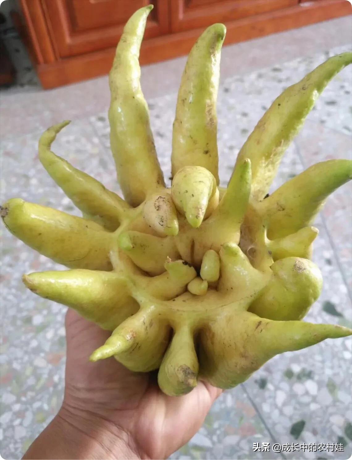 它像水母，更像佛像之手，拥有数不清的手指头