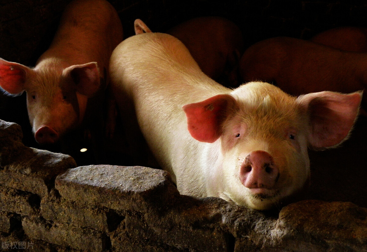 海员厨师工作难不难,做海员大厨真的难做吗