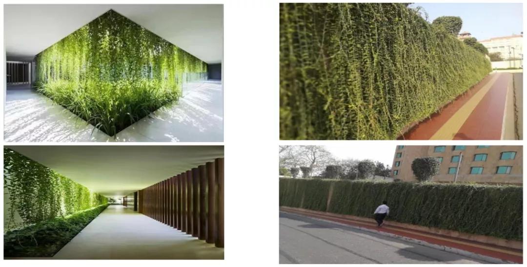 花园庭院设计花卉园艺,花园搭配的草类植物