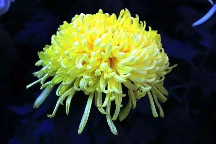 花中四君子菊花,花中四君子菊花的简介