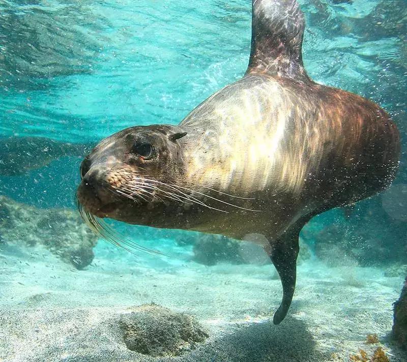 白本护照出境法国旅游免签吗,白本护照旅游去哪个国家比较好