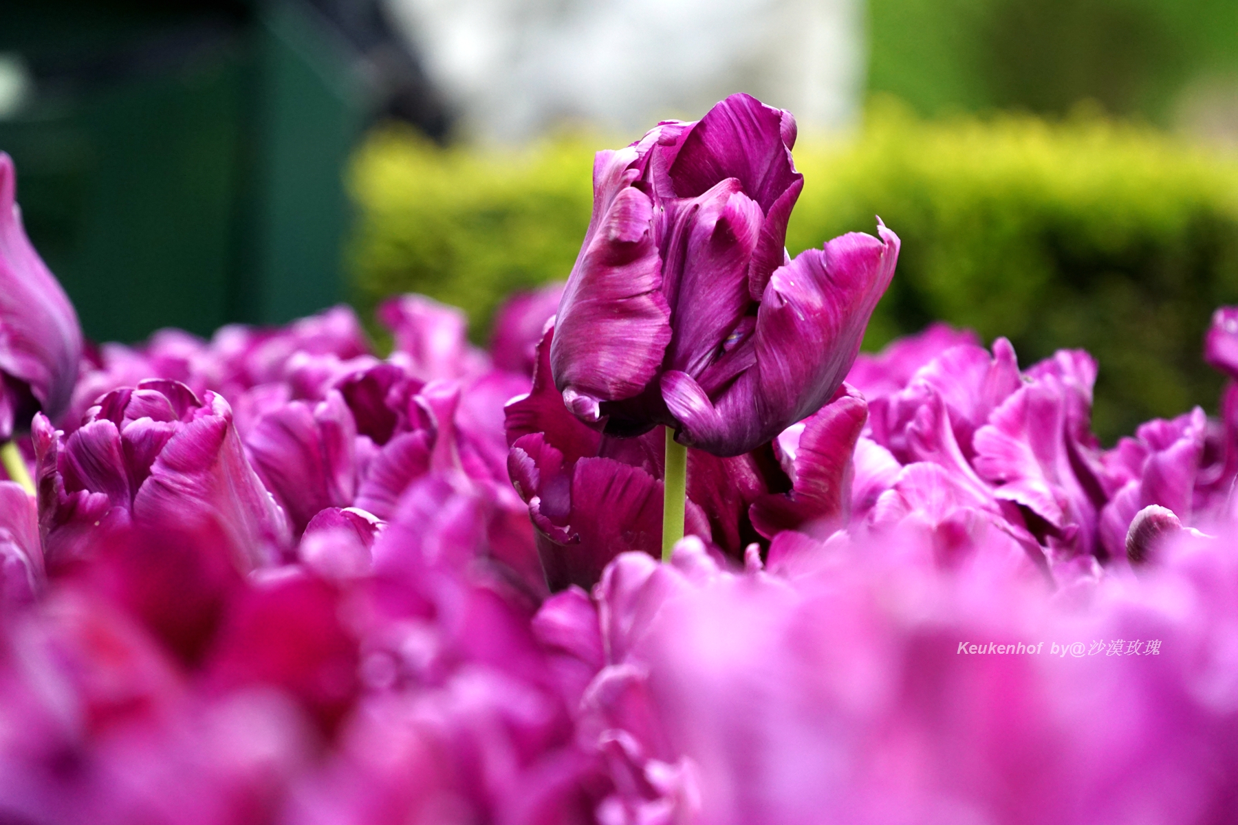 带你观赏荷兰郁金香,荷兰郁金香花海什么时候开