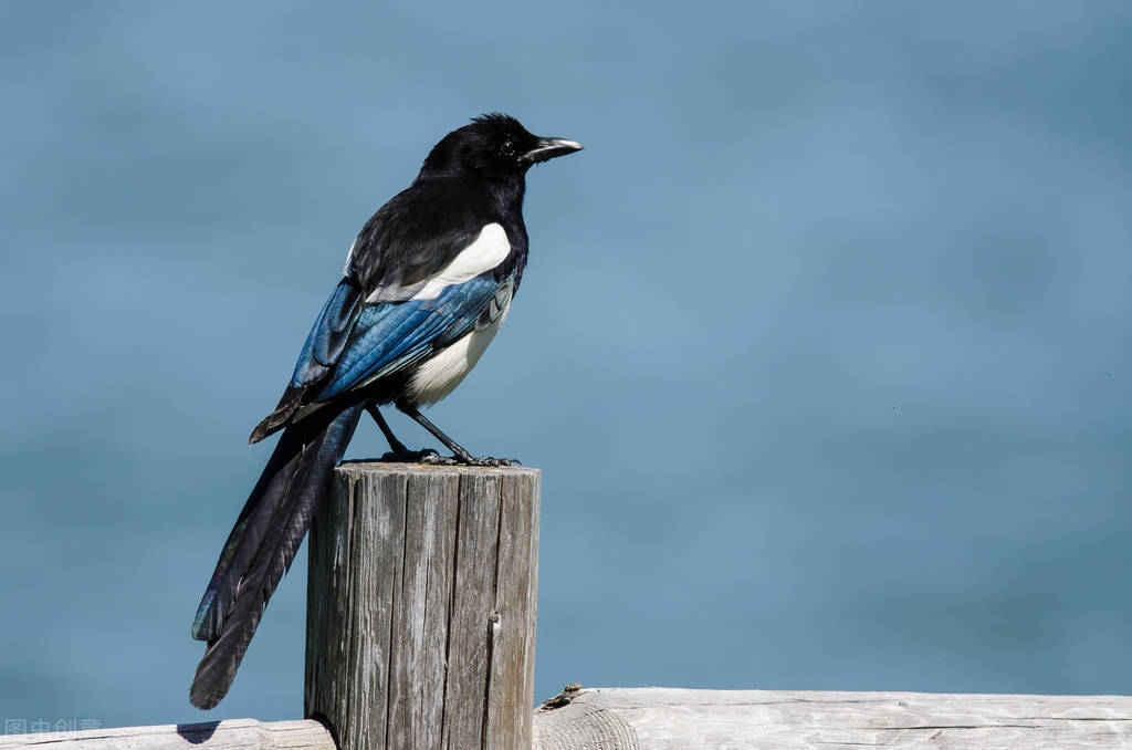 吉祥鸟为什么不能当鸟,吉祥鸟为什么少见