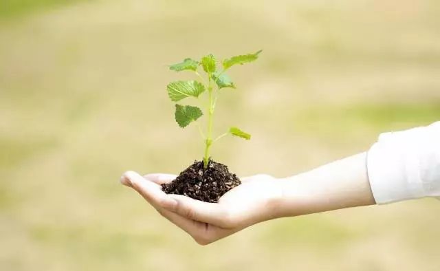 种子怎么育苗出芽率高,怎么能让种子发芽育苗