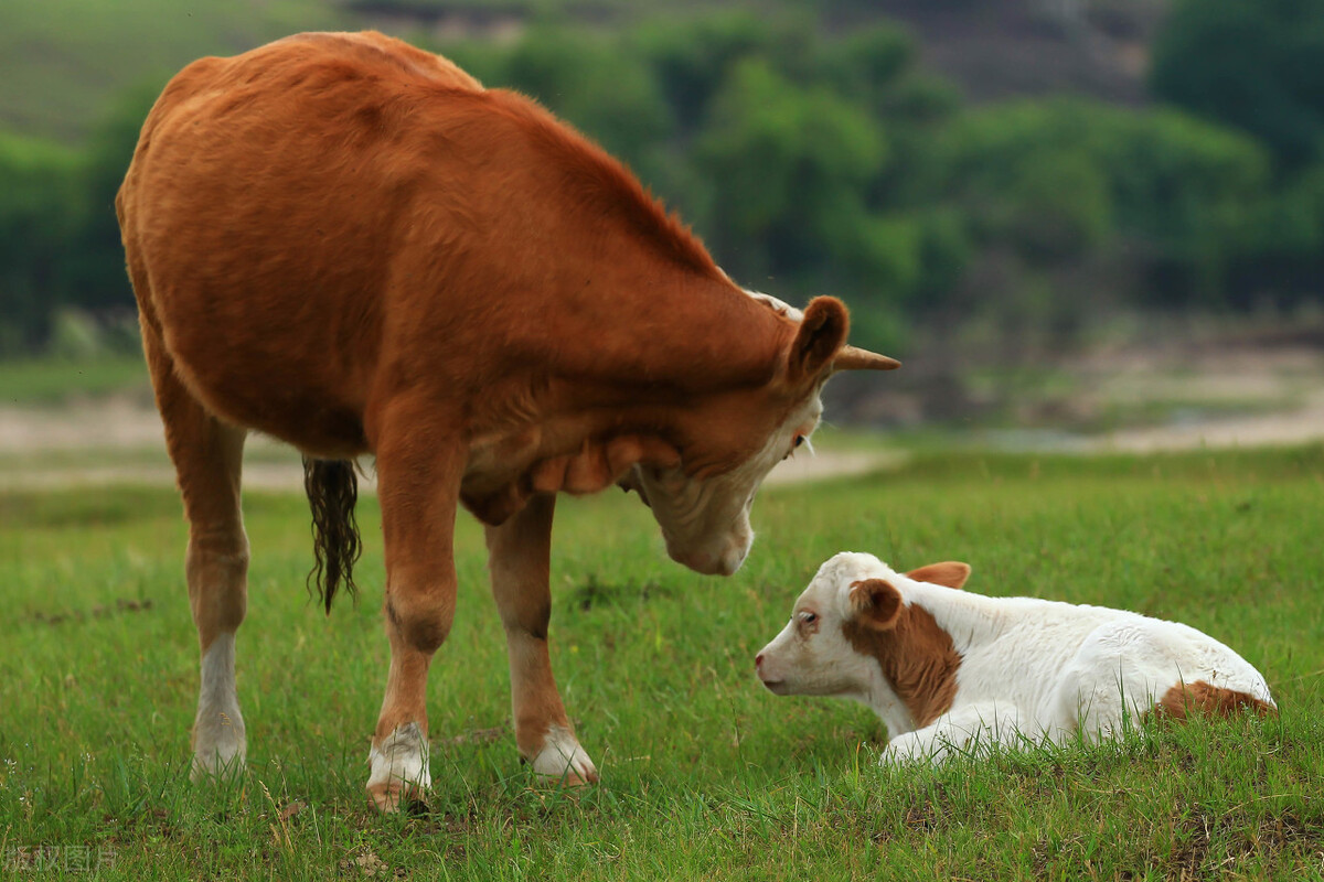 2021年农业项目有哪些政策扶持,农业政策扶持项目有哪些