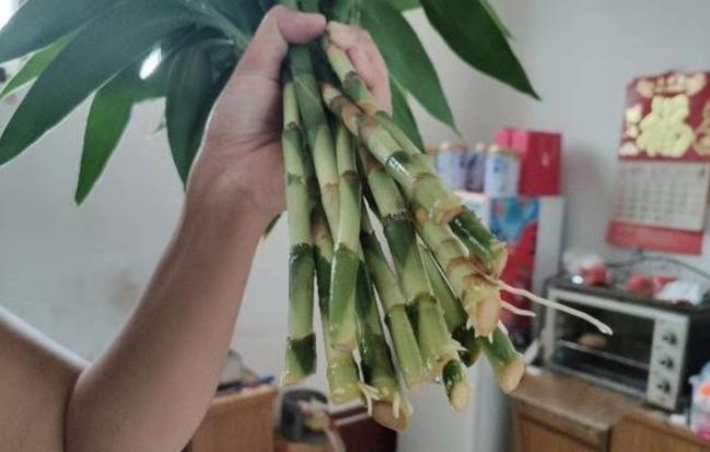 室内水培富贵竹发臭了怎么办？跟着3步走，还能恢复生机