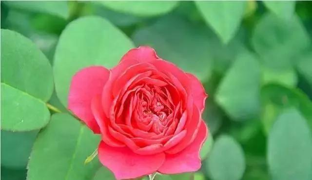 100种玫瑰图片大全,介绍100种不同品种的玫瑰视频