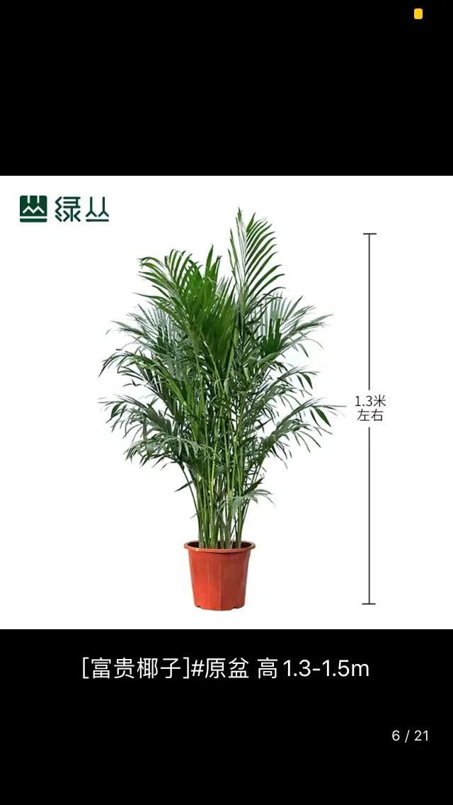 富贵树叶子发黄掉叶子怎么办,富贵椰子如何打理