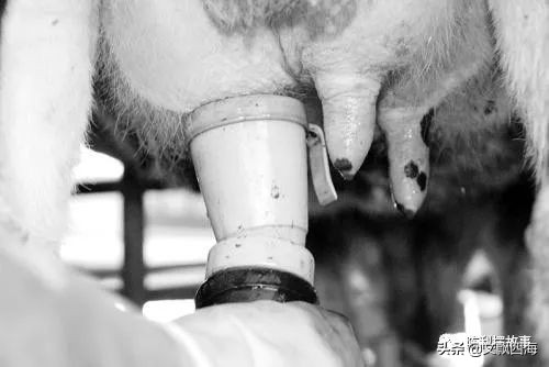 你知道奶牛一生有多痛苦吗,喝牛奶就是对奶牛的残忍吗