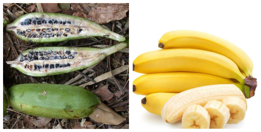 中华田园狮子猫多少钱一只,中华田园猫狮子猫蓝色眼睛