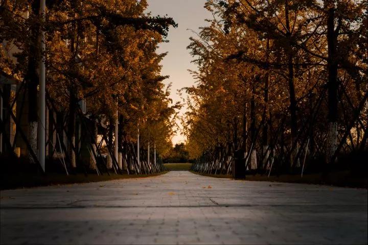 江苏昆山杜克大学图片,昆山杜克大学堪比985